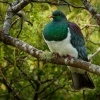 Holub maorsky - Hemiphaga novaeseelandiae - New Zealand pigeon - kereru 1864